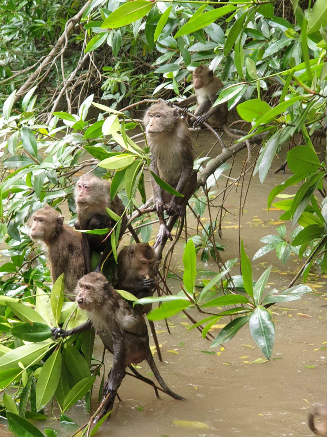 Train Market + Floating Market+ Monkey Feeding