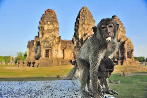 Lopburi Monkey