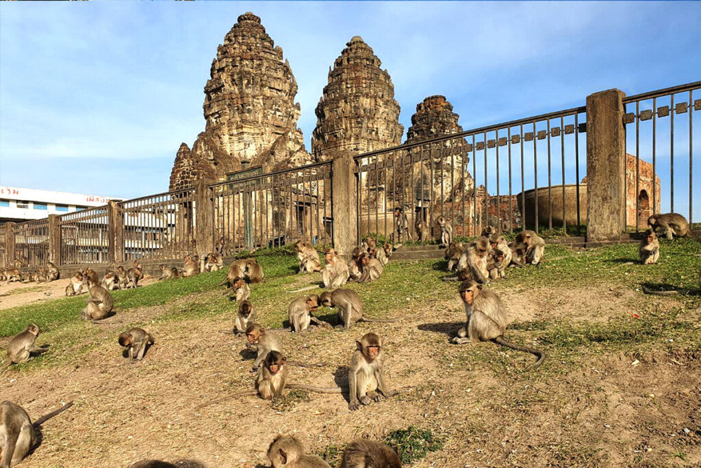 Lopburi Monkey Tour