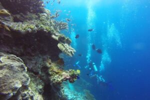 Scuba Diving: Koh Tao